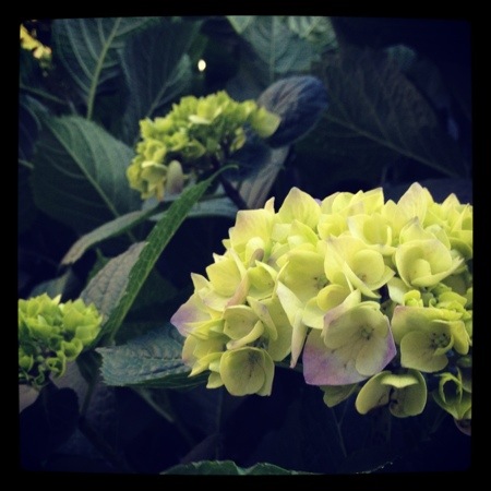 20130606-094051.jpg
